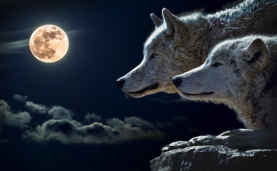 창업 약 25년 만에 지금의 단계까지 성장을 담은 책 <화웨이의 위대한 늑대문화>가 2014년 새해 아침에 출간됐다. 창업 초기부터 현재까지 방대한 경영스토리와 런정페이 공동창업자 겸 CEO의 이야기가 담겨있다.